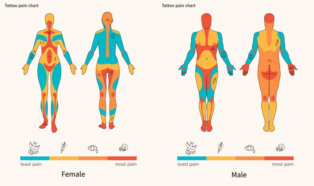 Tattoo Pain Chart  Tattooing 101