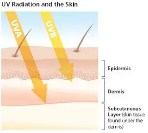 uv radiation and the skin
